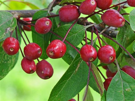 Indian magic crabapple for aale